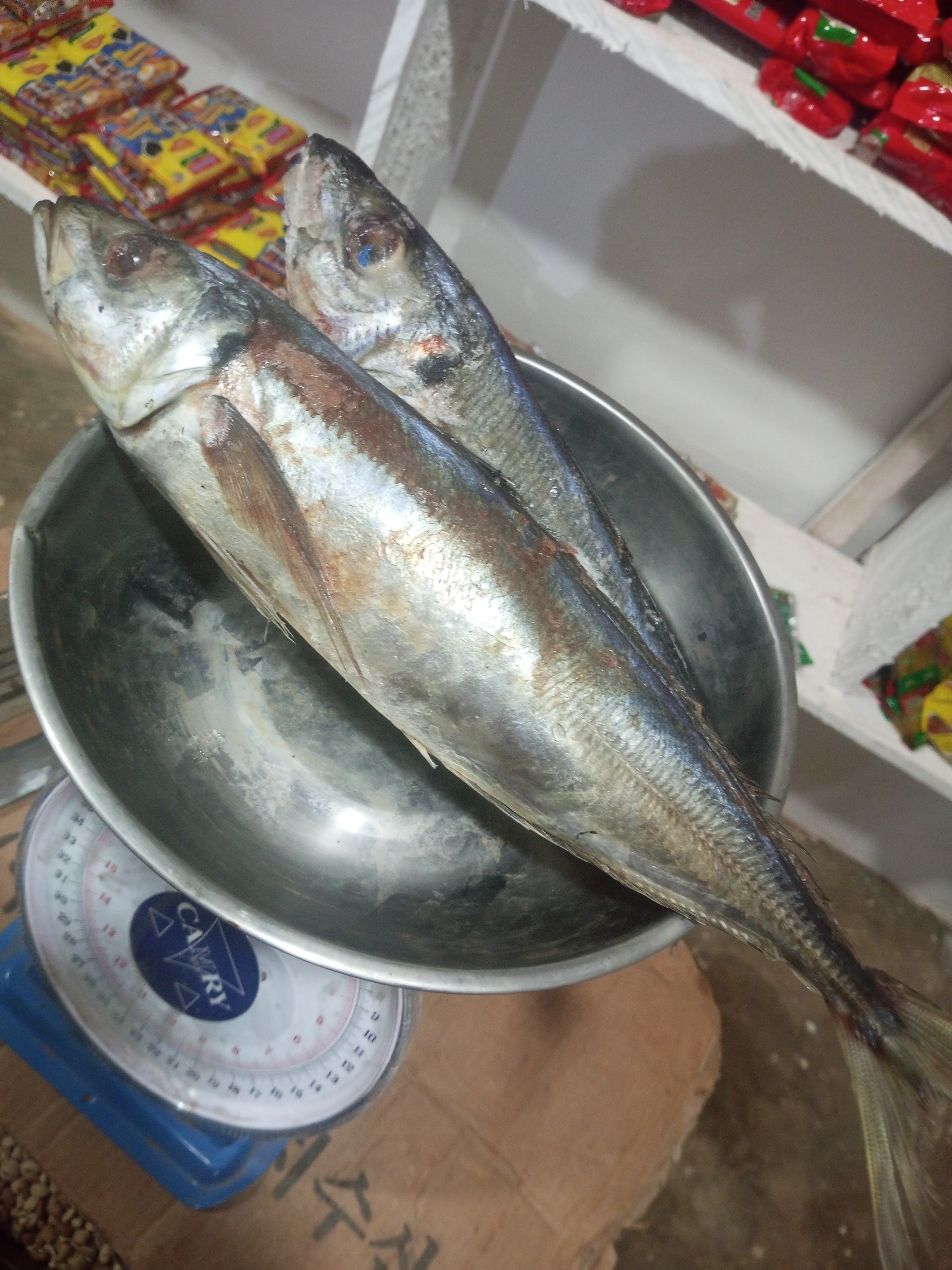 Kote fish