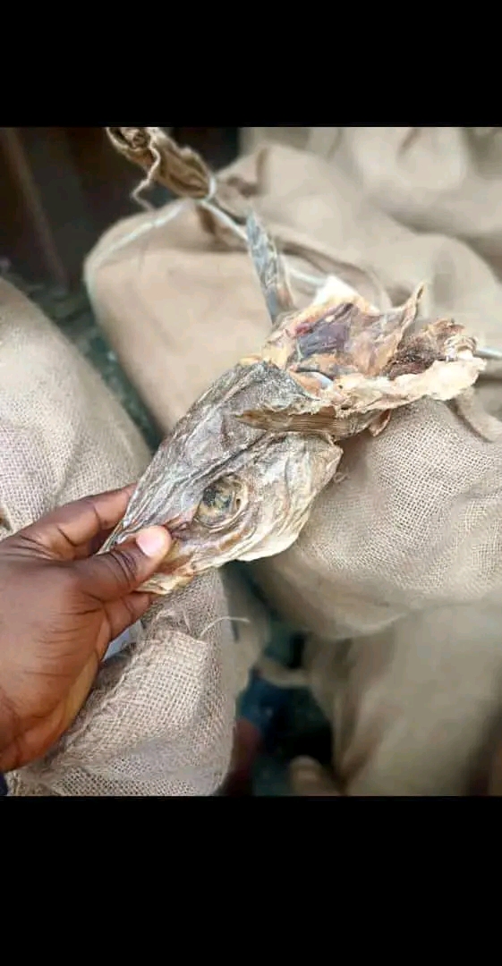 APAMA STOCK FISH WITH EAR WHOLSALE & RETAIL